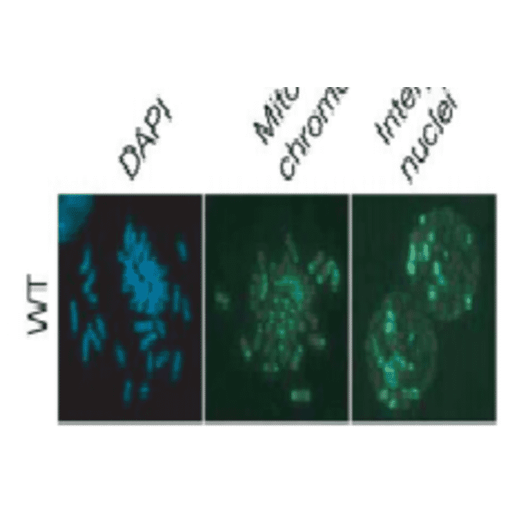 Detection of DNA methylation in mouse embryonic stem cells by immunofluorescence staining with the anti-5MeC antibody 