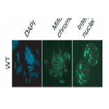 Detection of DNA methylation in mouse embryonic stem cells by immunofluorescence staining with the anti-5MeC antibody 