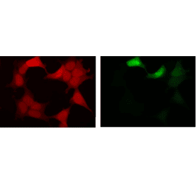 Fluorescent image of COS1 cells due to GFP of GST-ZIPK fusion protein expressed in HEK293T cells (Right) and the same cells were immunostained using Anti-GFP Antibody [1A5], followed by Anti-Rat IgG (Texas Red) (Left). Note that fluorescence by the immunofluorescent staining using Anti-GFP Antibody [1A5] is much stronger than fluorescence due to GFP.