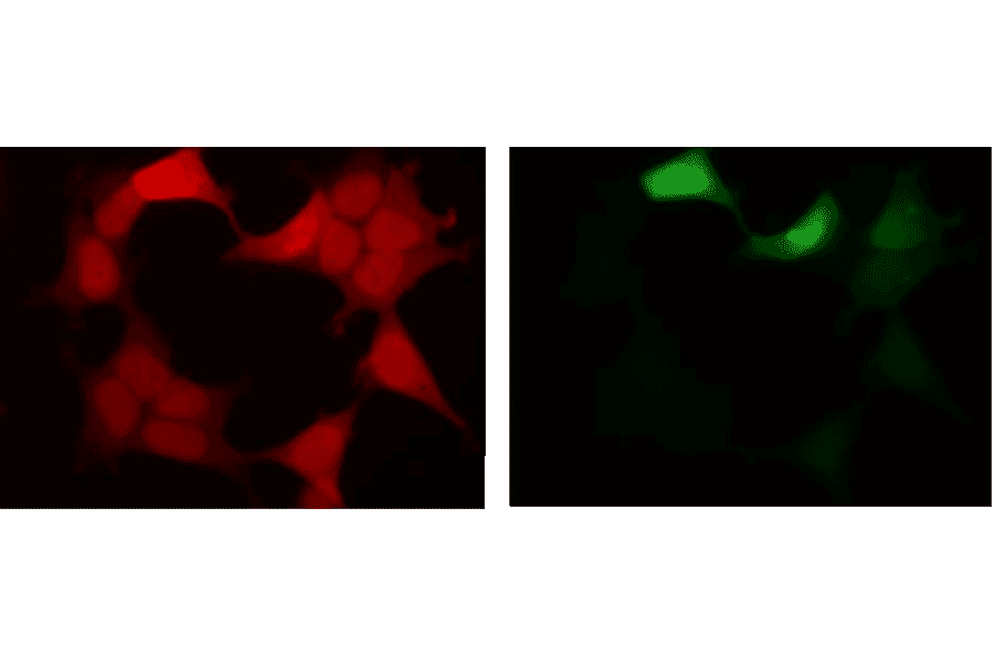 Fluorescent image of COS1 cells due to GFP of GST-ZIPK fusion protein expressed in HEK293T cells (Right) and the same cells were immunostained using Anti-GFP Antibody [1A5], followed by Anti-Rat IgG (Texas Red) (Left). Note that fluorescence by the immunofluorescent staining using Anti-GFP Antibody [1A5] is much stronger than fluorescence due to GFP.