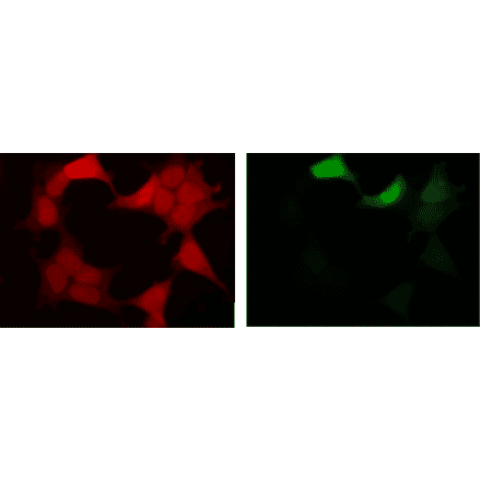 Fluorescent image of COS1 cells due to GFP of GST-ZIPK fusion protein expressed in HEK293T cells (Right) and the same cells were immunostained using Anti-GFP Antibody [1A5], followed by Anti-Rat IgG (Texas Red) (Left). Note that fluorescence by the immunofluorescent staining using Anti-GFP Antibody [1A5] is much stronger than fluorescence due to GFP.