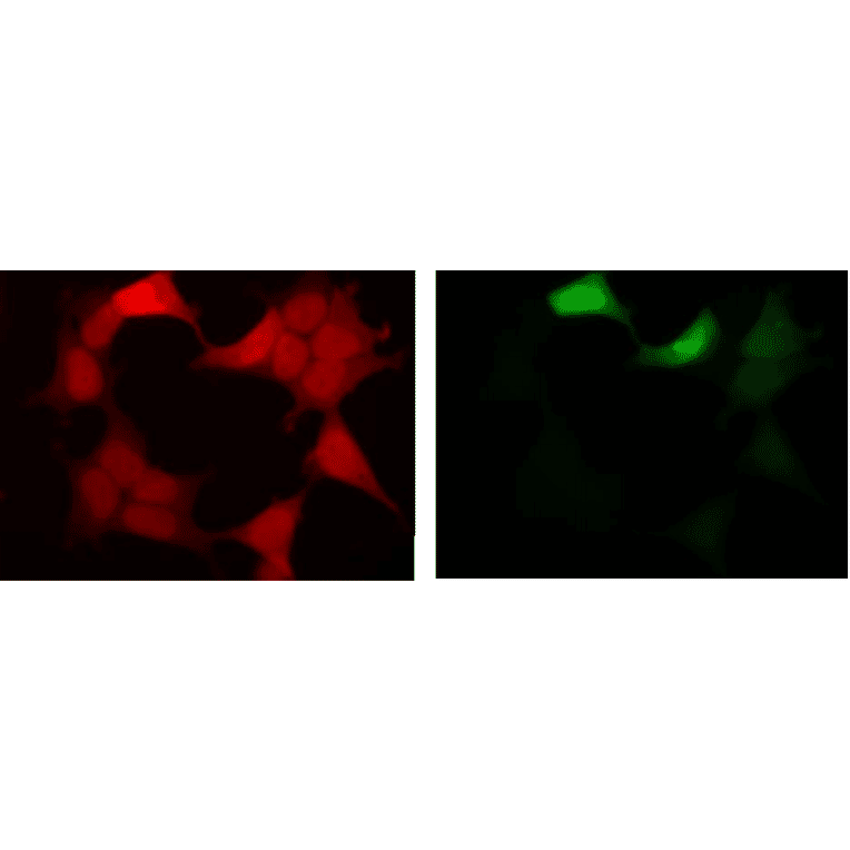 Fluorescent image of COS1 cells due to GFP of GST-ZIPK fusion protein expressed in HEK293T cells (Right) and the same cells were immunostained using Anti-GFP Antibody [1A5], followed by Anti-Rat IgG (Texas Red) (Left). Note that fluorescence by the immunofluorescent staining using Anti-GFP Antibody [1A5] is much stronger than fluorescence due to GFP.