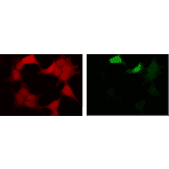 Fluorescent image of COS1 cells due to GFP of GST-ZIPK fusion protein expressed in HEK293T cells (Right) and the same cells were immunostained using Anti-GFP Antibody [1A5], followed by Anti-Rat IgG (Texas Red) (Left). Note that fluorescence by the immunofluorescent staining using Anti-GFP Antibody [1A5] is much stronger than fluorescence due to GFP.