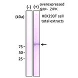 Western blot analysis of GFP-ZIPK fusion protein over-expressed in HEK293 cells using Anti-GFP Antibody [1A5].