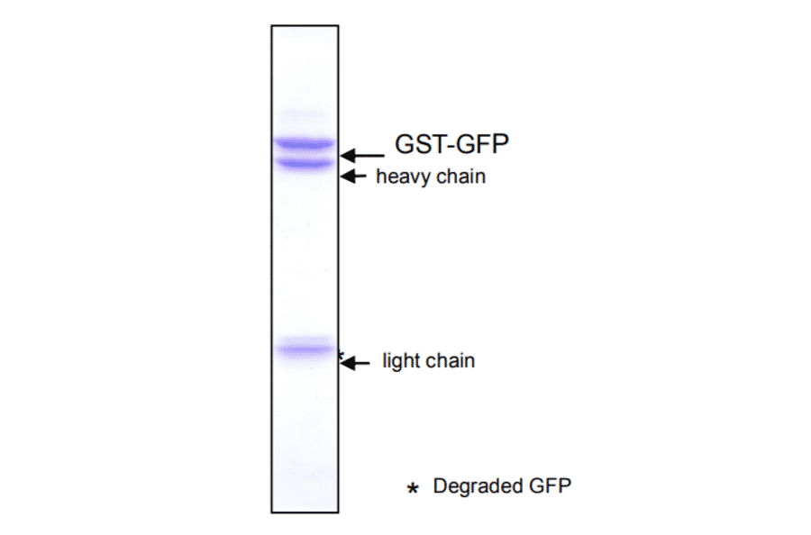 Immunoprecipitation of GST-GFP fusion protein with Anti-GFP Antibody [1A5].