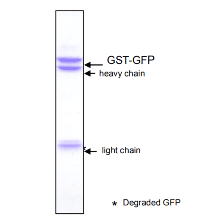 Immunoprecipitation of GST-GFP fusion protein with Anti-GFP Antibody [1A5].