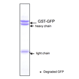 Immunoprecipitation of GST-GFP fusion protein with Anti-GFP Antibody [1A5].