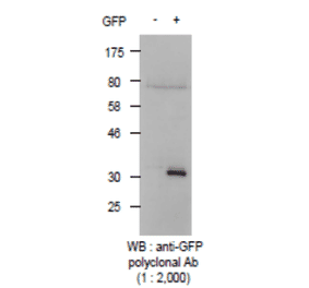 Detection of GFP protein with Anti-GFP Antibody by western blotting. Lysate of 293T cells transfected with an empty vector (-). Lysate of 293T cells transfected with the plasmid carrying the GFP gene (+).