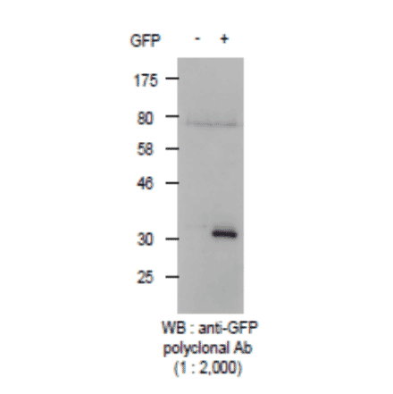 Detection of GFP protein with Anti-GFP Antibody by western blotting. Lysate of 293T cells transfected with an empty vector (-). Lysate of 293T cells transfected with the plasmid carrying the GFP gene (+).