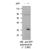 Detection of GFP protein with Anti-GFP Antibody by western blotting. Lysate of 293T cells transfected with an empty vector (-). Lysate of 293T cells transfected with the plasmid carrying the GFP gene (+).