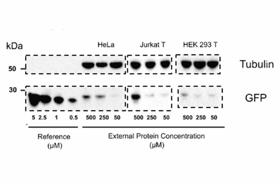 Western Blot - Anti-GFP Antibody - Antibodies.com