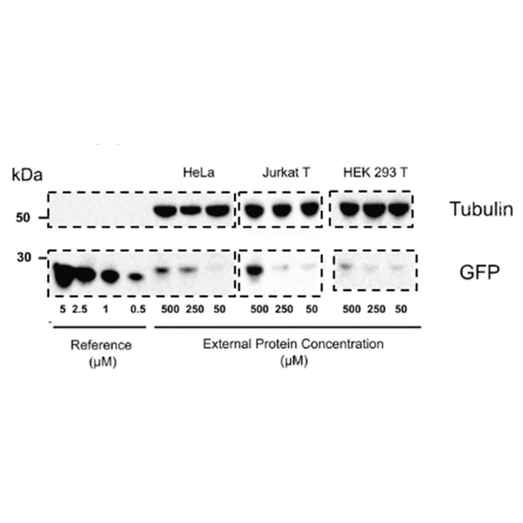 Western Blot - Anti-GFP Antibody - Antibodies.com