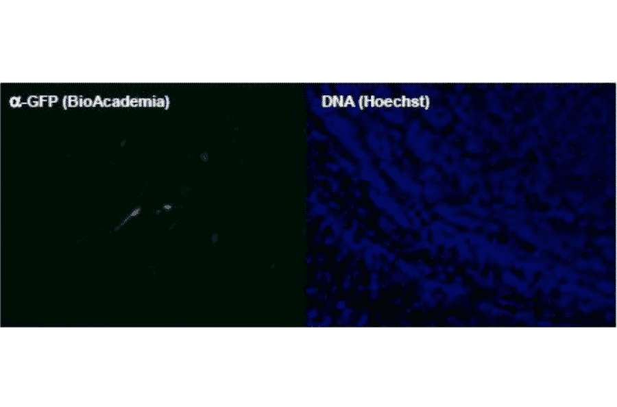 Immunohistochemical staining of GFP with Anti-GFP Antibody. Mouse brain tissues were infected with a GFP-expressing lentivirus at postnatal day 0, cut into blocks containing the olfactory bulb at postnatal day 8, fixed with 4% paraformaldehyde solution in 100 mM phosphate buffer (pH 7.4) overnight, and cryoprotected by immersion in 20% sucrose at 4°C overnight. Frozen 12 µm-thick tissue sections were treated with 3% BSA/0.1% Triton X-100 in PBS at room temperature for 1 hr, incubated with Anti-GFP Antibody (1:4,000) at 4°C overnight, and treated with Anti-Rabbit IgG (Alexa 488) (1:1000 | Invitrogen) at room temperature for 1 hr. Chromosomal DNA was detected with 3.3 µM Hoechst 33342 (Sigma-Aldrich). The images were observed with a fluorescence microscope.