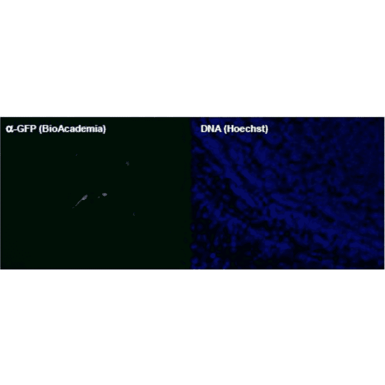 Immunohistochemical staining of GFP with Anti-GFP Antibody. Mouse brain tissues were infected with a GFP-expressing lentivirus at postnatal day 0, cut into blocks containing the olfactory bulb at postnatal day 8, fixed with 4% paraformaldehyde solution in 100 mM phosphate buffer (pH 7.4) overnight, and cryoprotected by immersion in 20% sucrose at 4°C overnight. Frozen 12 µm-thick tissue sections were treated with 3% BSA/0.1% Triton X-100 in PBS at room temperature for 1 hr, incubated with Anti-GFP Antibody (1:4,000) at 4°C overnight, and treated with Anti-Rabbit IgG (Alexa 488) (1:1000 | Invitrogen) at room temperature for 1 hr. Chromosomal DNA was detected with 3.3 µM Hoechst 33342 (Sigma-Aldrich). The images were observed with a fluorescence microscope.