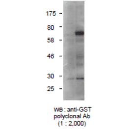 Detection of GST-tagged protein with Anti-GST Antibody by western blotting. Lysate of 293T cells transfected with an empty vector (-). Lysate of 293T cells transfected with the plasmid carrying the GST-tagged importin gene (+).