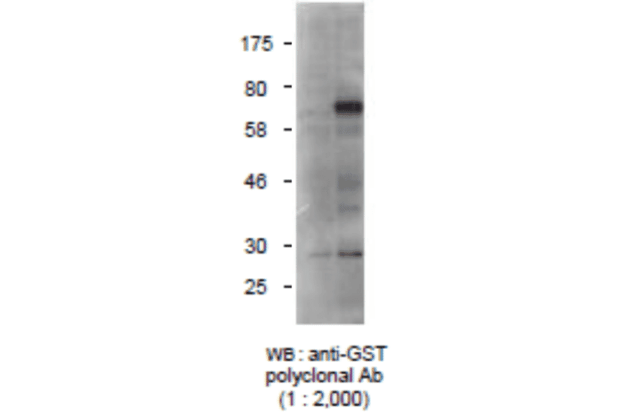 Detection of GST-tagged protein with Anti-GST Antibody by western blotting. Lysate of 293T cells transfected with an empty vector (-). Lysate of 293T cells transfected with the plasmid carrying the GST-tagged importin gene (+).