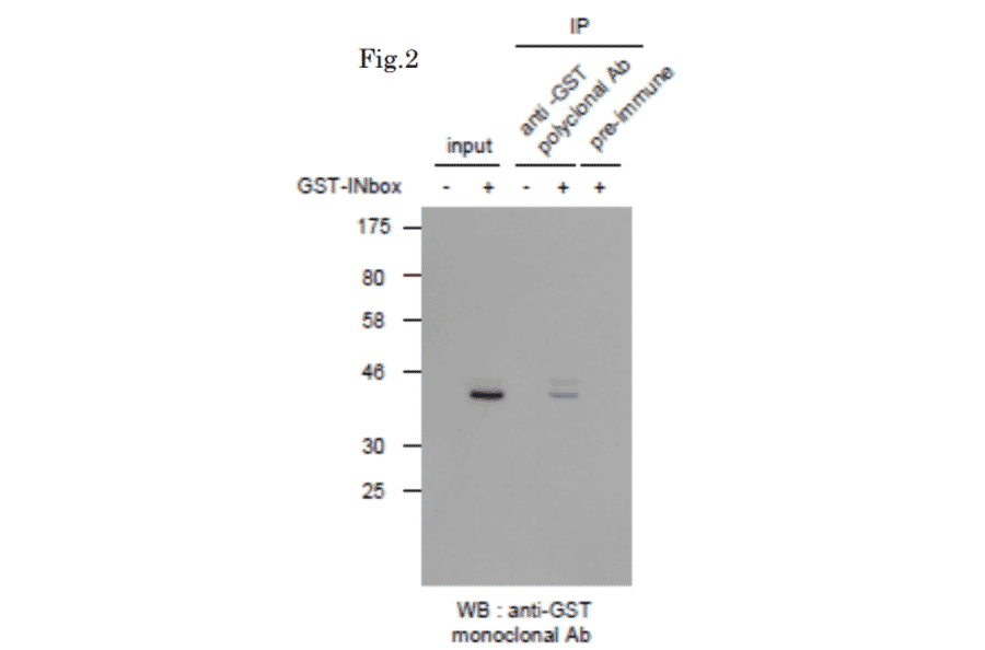 Immunoprecipitation of GST-tagged protein with Anti-GST Antibody followed by western blotting. Lysate of 293T cells transfected with an empty vector (-). Lysate of 293T cells transfected with the plasmid carrying the GST-tagged INbox gene (+).