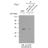 Immunoprecipitation of GST-tagged protein with Anti-GST Antibody followed by western blotting. Lysate of 293T cells transfected with an empty vector (-). Lysate of 293T cells transfected with the plasmid carrying the GST-tagged INbox gene (+).
