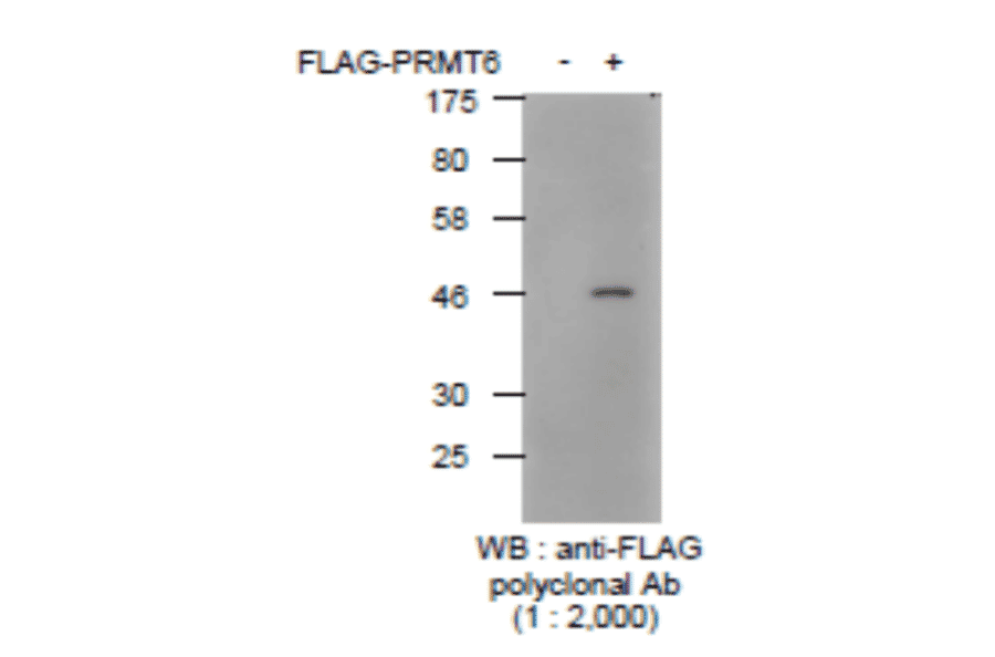 Detection of FLAG-tagged protein with Anti-YKDDDDK Antibody by western blotting. Lysate of 293T cells transfected with an empty vector (-). Lysate of 293T cells transfected with the plasmid carrying the FLAG-tagged PRMT6 gene (+).