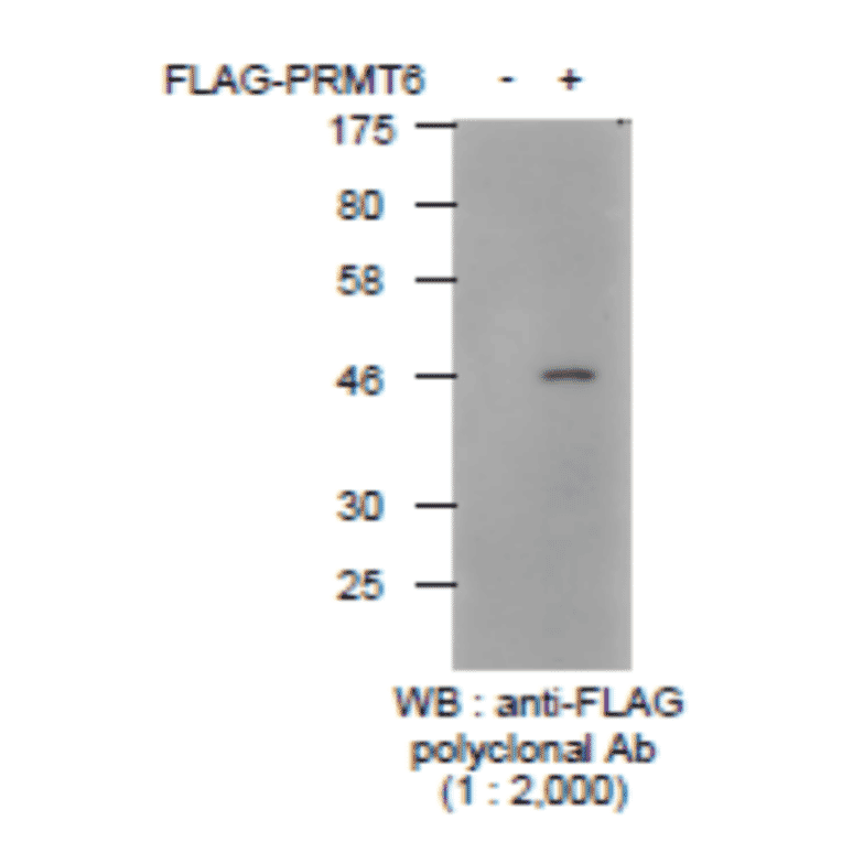 Detection of FLAG-tagged protein with Anti-YKDDDDK Antibody by western blotting. Lysate of 293T cells transfected with an empty vector (-). Lysate of 293T cells transfected with the plasmid carrying the FLAG-tagged PRMT6 gene (+).