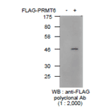 Detection of FLAG-tagged protein with Anti-YKDDDDK Antibody by western blotting. Lysate of 293T cells transfected with an empty vector (-). Lysate of 293T cells transfected with the plasmid carrying the FLAG-tagged PRMT6 gene (+).
