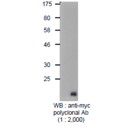 Detection of Myc-tagged protein with Anti-Myc Tag Antibody by western blotting. Lysate of 293T cells transfected with an empty vector (-). Lysate of 293T cells transfected with the plasmid carrying the Myc-tagged PB2 gene (+).