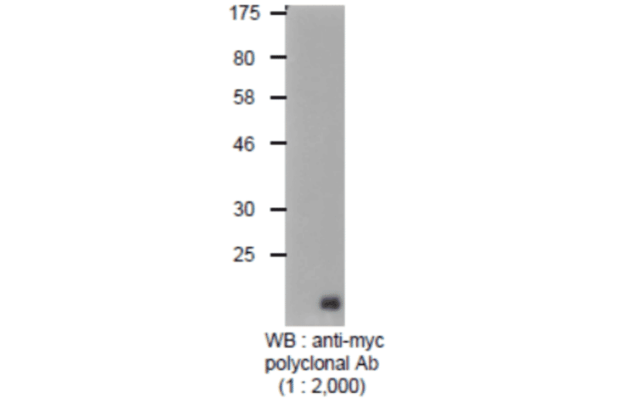Detection of Myc-tagged protein with Anti-Myc Tag Antibody by western blotting. Lysate of 293T cells transfected with an empty vector (-). Lysate of 293T cells transfected with the plasmid carrying the Myc-tagged PB2 gene (+).