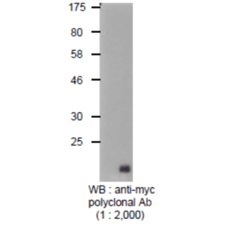 Detection of Myc-tagged protein with Anti-Myc Tag Antibody by western blotting. Lysate of 293T cells transfected with an empty vector (-). Lysate of 293T cells transfected with the plasmid carrying the Myc-tagged PB2 gene (+).