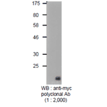 Detection of Myc-tagged protein with Anti-Myc Tag Antibody by western blotting. Lysate of 293T cells transfected with an empty vector (-). Lysate of 293T cells transfected with the plasmid carrying the Myc-tagged PB2 gene (+).