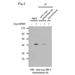 Immunoprecipitation of Myc-tagged protein with Anti-Myc Tag Antibody followed by western blotting. Lysate of 293T cells transfected with an empty vector (-). Lysate of 293T cells transfected with the plasmid carrying the Myc-tagged NPM1 gene (+).