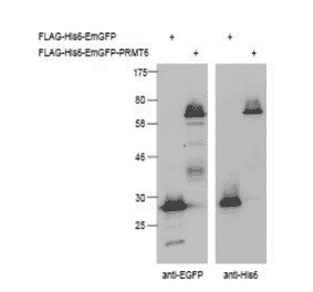 Detection of His-tagged proteins (FLAG-His6-EmGFP, FLAG-His6-EmGFP-PRMT6) in crude extract of 293T cells expressing the recombinant proteins with Anti-EGFP Antibody (left panel) and Anti-His Tag Antibody (right panel). The antibodies were used at 1,000 fold dilution.