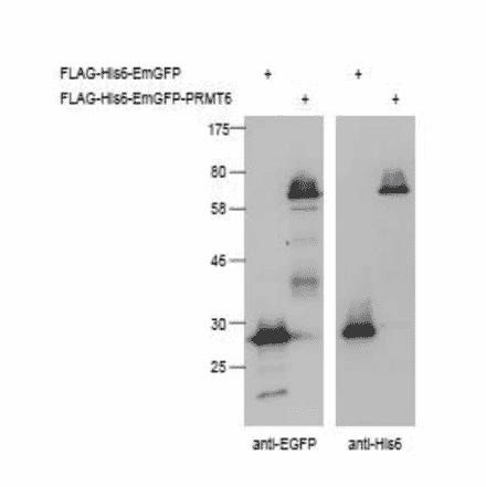 Detection of His-tagged proteins (FLAG-His6-EmGFP, FLAG-His6-EmGFP-PRMT6) in crude extract of 293T cells expressing the recombinant proteins with Anti-EGFP Antibody (left panel) and Anti-His Tag Antibody (right panel). The antibodies were used at 1,000 fold dilution.