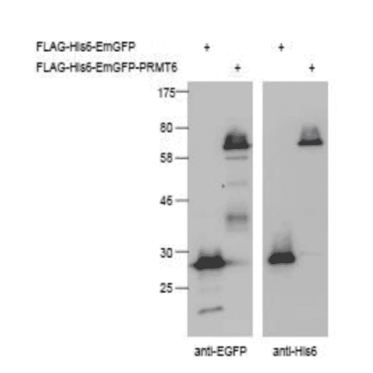Detection of His-tagged proteins (FLAG-His6-EmGFP, FLAG-His6-EmGFP-PRMT6) in crude extract of 293T cells expressing the recombinant proteins with Anti-EGFP Antibody (left panel) and Anti-His Tag Antibody (right panel). The antibodies were used at 1,000 fold dilution.