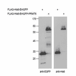 Detection of His-tagged proteins (FLAG-His6-EmGFP, FLAG-His6-EmGFP-PRMT6) in crude extract of 293T cells expressing the recombinant proteins with Anti-EGFP Antibody (left panel) and Anti-His Tag Antibody (right panel). The antibodies were used at 1,000 fold dilution.