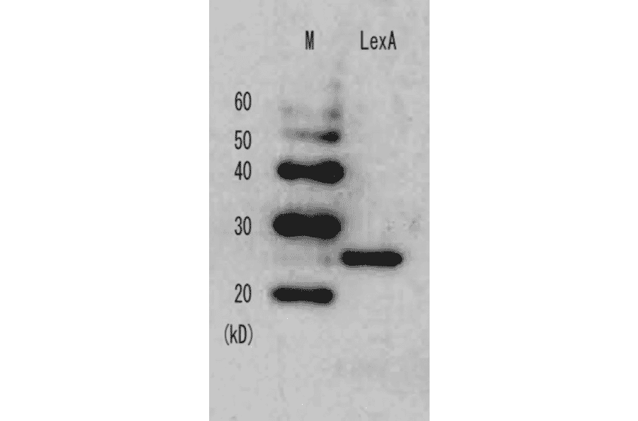 Detection of LexA repressor in the E. coli whole cell lysate by Anti-LexA Antibody.