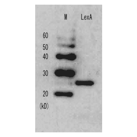 Detection of LexA repressor in the E. coli whole cell lysate by Anti-LexA Antibody.