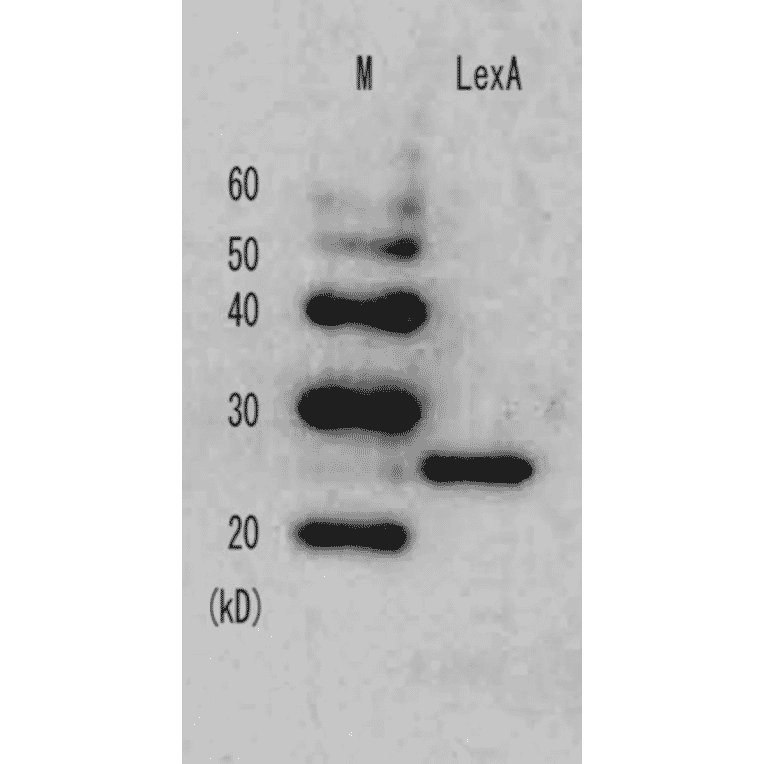 Detection of LexA repressor in the E. coli whole cell lysate by Anti-LexA Antibody.