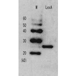 Detection of LexA repressor in the E. coli whole cell lysate by Anti-LexA Antibody.