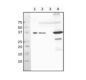 Western blot analysis of RecA protein in crude extract of E. coli. Lane 1: Purified RecA (8ng). Lane 2: Wild type (2 µg). Lane 3: ?recA mutant (2 µg). Lane 4: ?lexA mutant (SOS genes overexpressed) (2 µg). Antibody used at 1:3,000 dilution.