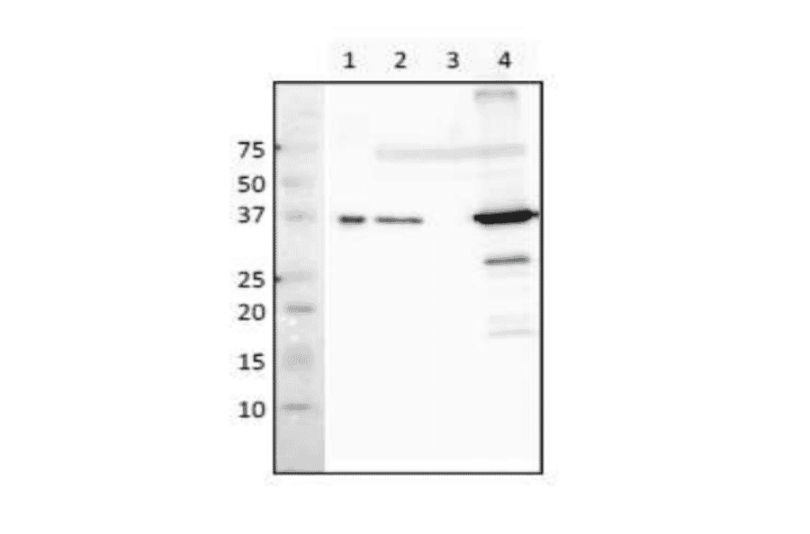 Western blot analysis of RecA protein in crude extract of E. coli. Lane 1: Purified RecA (8ng). Lane 2: Wild type (2 µg). Lane 3: ?recA mutant (2 µg). Lane 4: ?lexA mutant (SOS genes overexpressed) (2 µg). Antibody used at 1:3,000 dilution.
