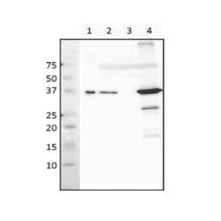 Western blot analysis of RecA protein in crude extract of E. coli. Lane 1: Purified RecA (8ng). Lane 2: Wild type (2 µg). Lane 3: ?recA mutant (2 µg). Lane 4: ?lexA mutant (SOS genes overexpressed) (2 µg). Antibody used at 1:3,000 dilution.