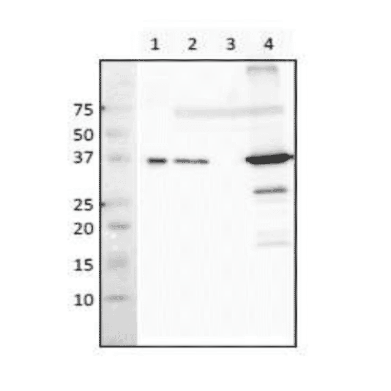 Western blot analysis of RecA protein in crude extract of E. coli. Lane 1: Purified RecA (8ng). Lane 2: Wild type (2 µg). Lane 3: ?recA mutant (2 µg). Lane 4: ?lexA mutant (SOS genes overexpressed) (2 µg). Antibody used at 1:3,000 dilution.