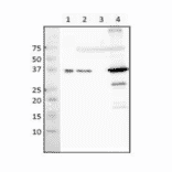 Western blot analysis of RecA protein in crude extract of E. coli. Lane 1: Purified RecA (8ng). Lane 2: Wild type (2 µg). Lane 3: ?recA mutant (2 µg). Lane 4: ?lexA mutant (SOS genes overexpressed) (2 µg). Antibody used at 1:3,000 dilution.
