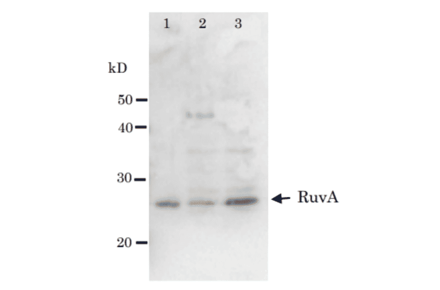 Detection of RuvA (22kD) protein by western blotting using Anti-RuvA Antibody. Lane 1: RuvA protein (0.8ng). Lane 2: E. coli AB1157 crude extract. Lane 3: E. coli AB1157 lexA mutant crude extract. Expression of RuvA is enhanced by lexA mutation.