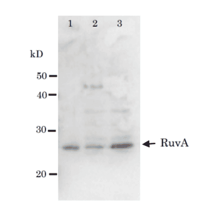 Detection of RuvA (22kD) protein by western blotting using Anti-RuvA Antibody. Lane 1: RuvA protein (0.8ng). Lane 2: E. coli AB1157 crude extract. Lane 3: E. coli AB1157 lexA mutant crude extract. Expression of RuvA is enhanced by lexA mutation.