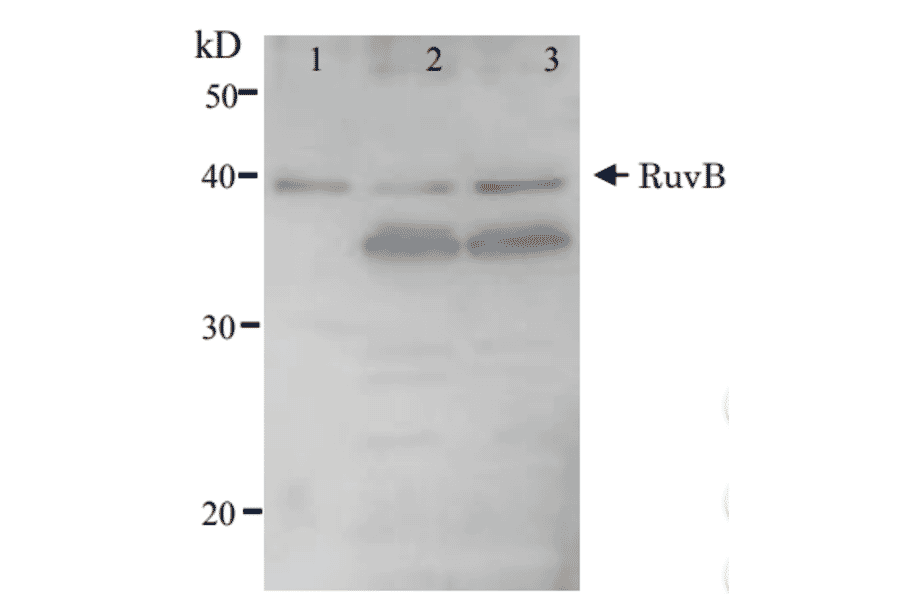 Detection of RuvB (37kD) protein by western blotting using Anti-RuvB Antibody. Lane 1: RuvB protein (5ng). Lane 2: E. coli AB1157 crude extract. Lane 3: E. coli AB1157 lexA mutant crude extract. Expression of RuvB is enhanced by lexA mutation.