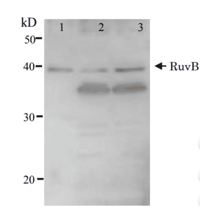 Detection of RuvB (37kD) protein by western blotting using Anti-RuvB Antibody. Lane 1: RuvB protein (5ng). Lane 2: E. coli AB1157 crude extract. Lane 3: E. coli AB1157 lexA mutant crude extract. Expression of RuvB is enhanced by lexA mutation.
