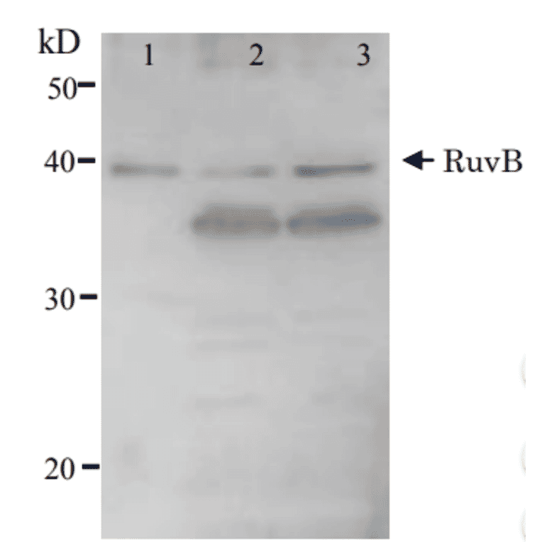 Detection of RuvB (37kD) protein by western blotting using Anti-RuvB Antibody. Lane 1: RuvB protein (5ng). Lane 2: E. coli AB1157 crude extract. Lane 3: E. coli AB1157 lexA mutant crude extract. Expression of RuvB is enhanced by lexA mutation.