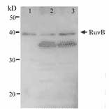 Detection of RuvB (37kD) protein by western blotting using Anti-RuvB Antibody. Lane 1: RuvB protein (5ng). Lane 2: E. coli AB1157 crude extract. Lane 3: E. coli AB1157 lexA mutant crude extract. Expression of RuvB is enhanced by lexA mutation.