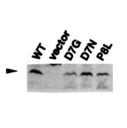 Detection of RuvC (19kD) proteins in the cell extracts of E. coli carrying the plasmids which encode the indicated mutant RuvC proteins by western blotting using Anti-RuvC Antibody.